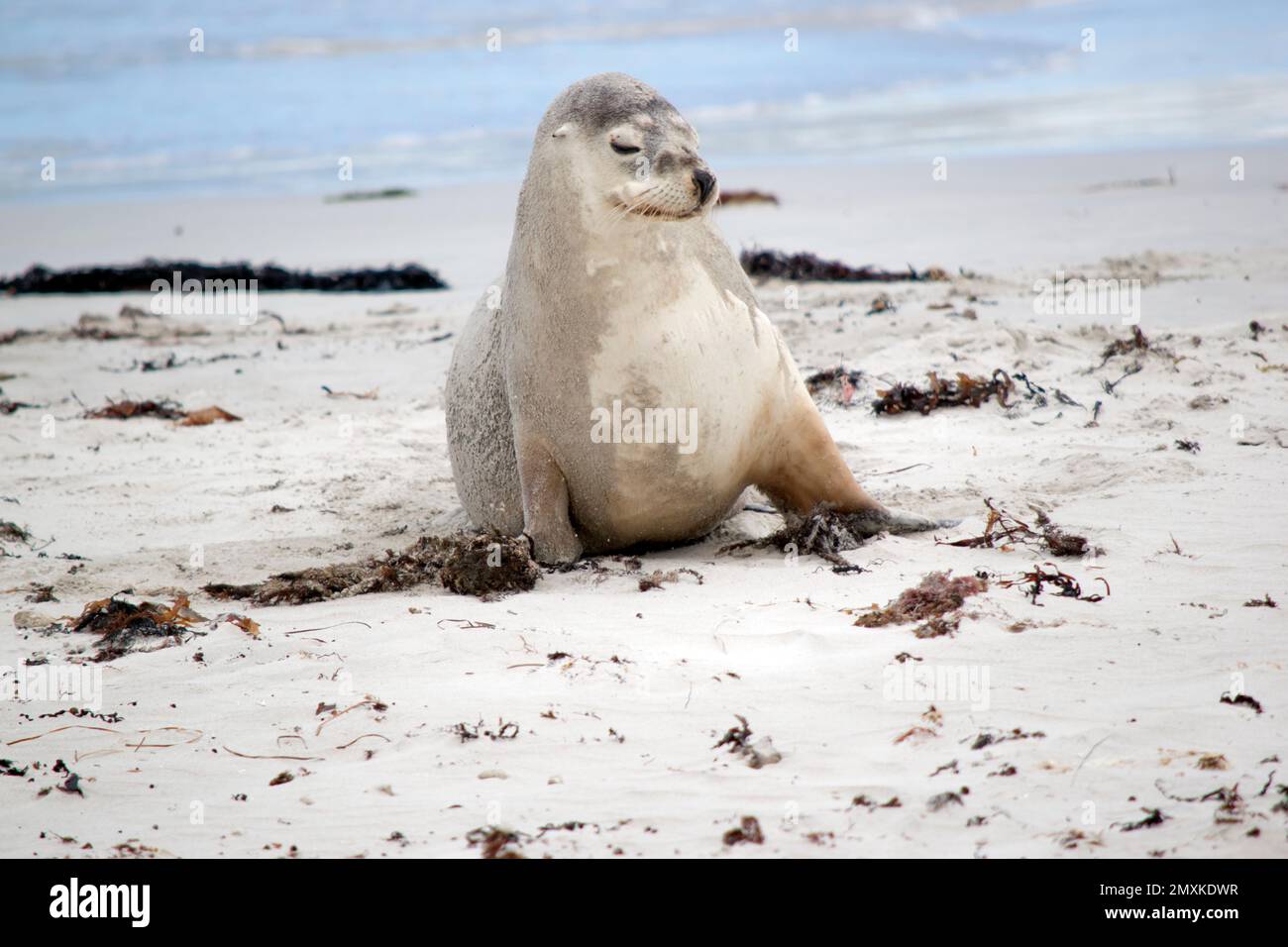 the sea lion is walking on the beach looking for her pup Stock Photo