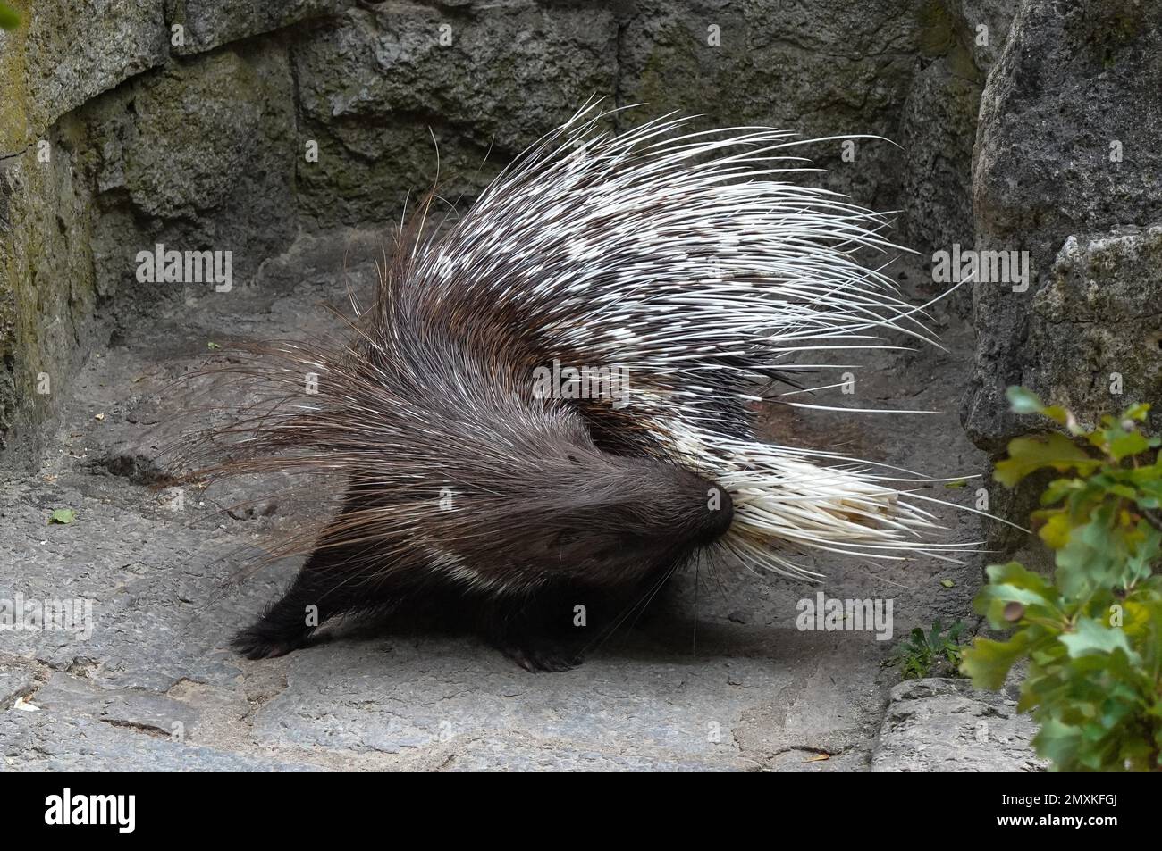White-tailed porcupine, Zoo, Friedrichsfelde, Lichtenberg, Berlin, Germany, Europe Stock Photo