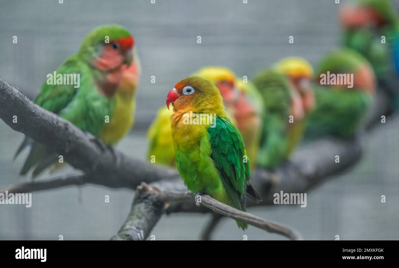 Peach-faced lovebird (Agapornis roseicollis), zoo, Friedrichsfelde,  Lichtenberg, Berlin, Germany, Europe Stock Photo - Alamy