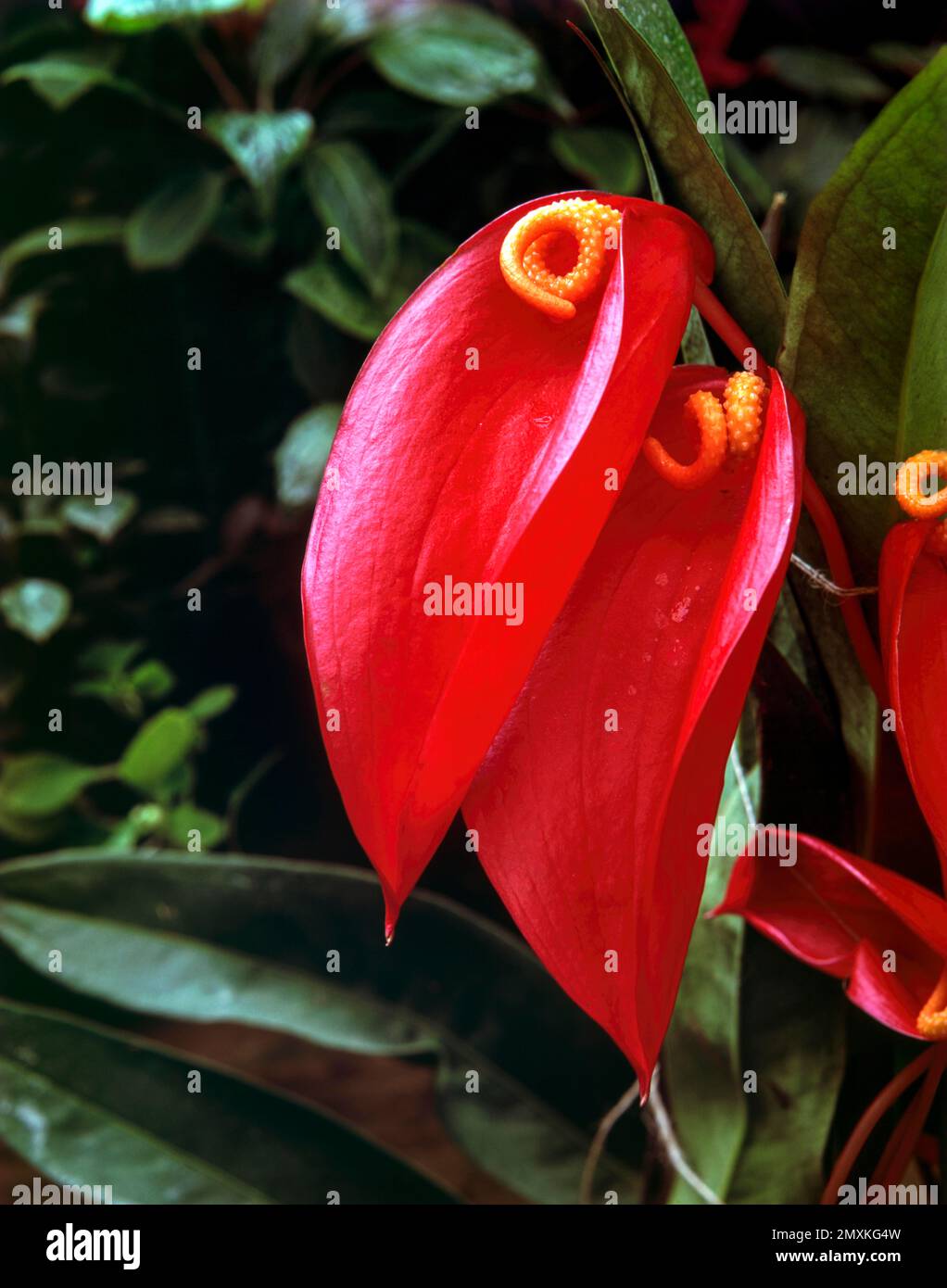 Anthurium sp. tail flowers flamingo flowers and lace leaf flower in