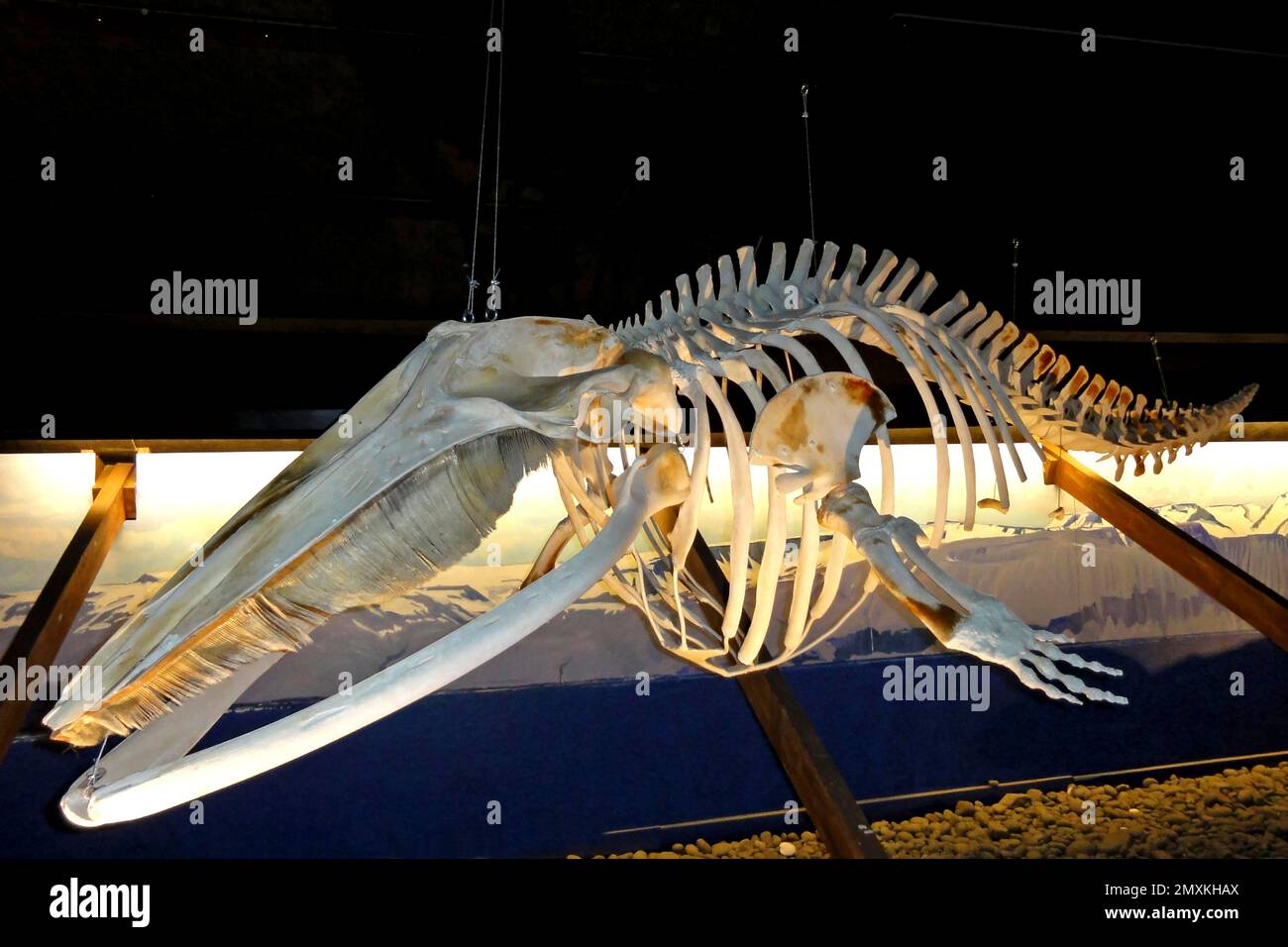 The whale building hi-res stock photography and images - Alamy