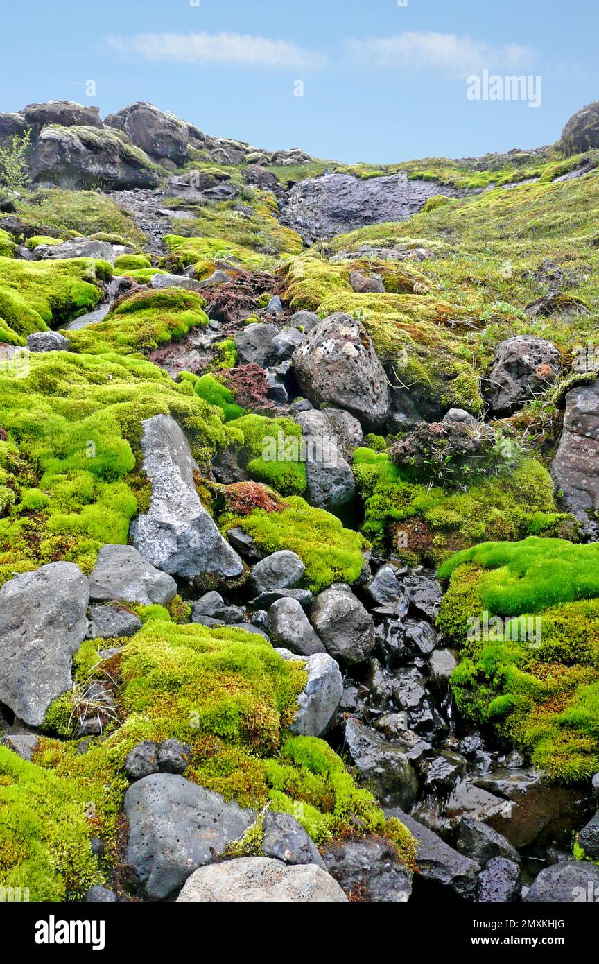 Moss landscape hi-res stock photography and images - Alamy