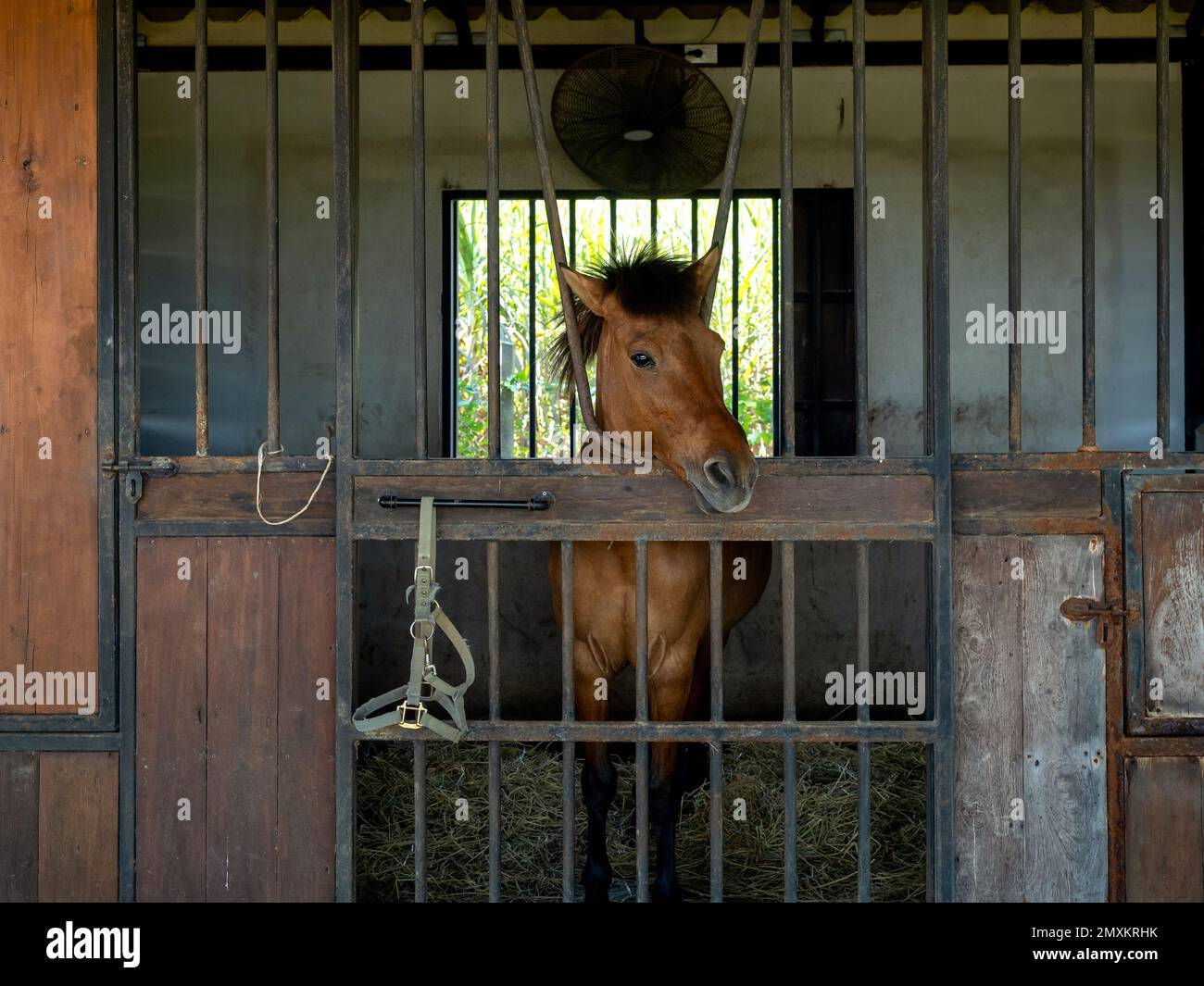 Brown horses standing in stall, locked cage in the room building. Horse