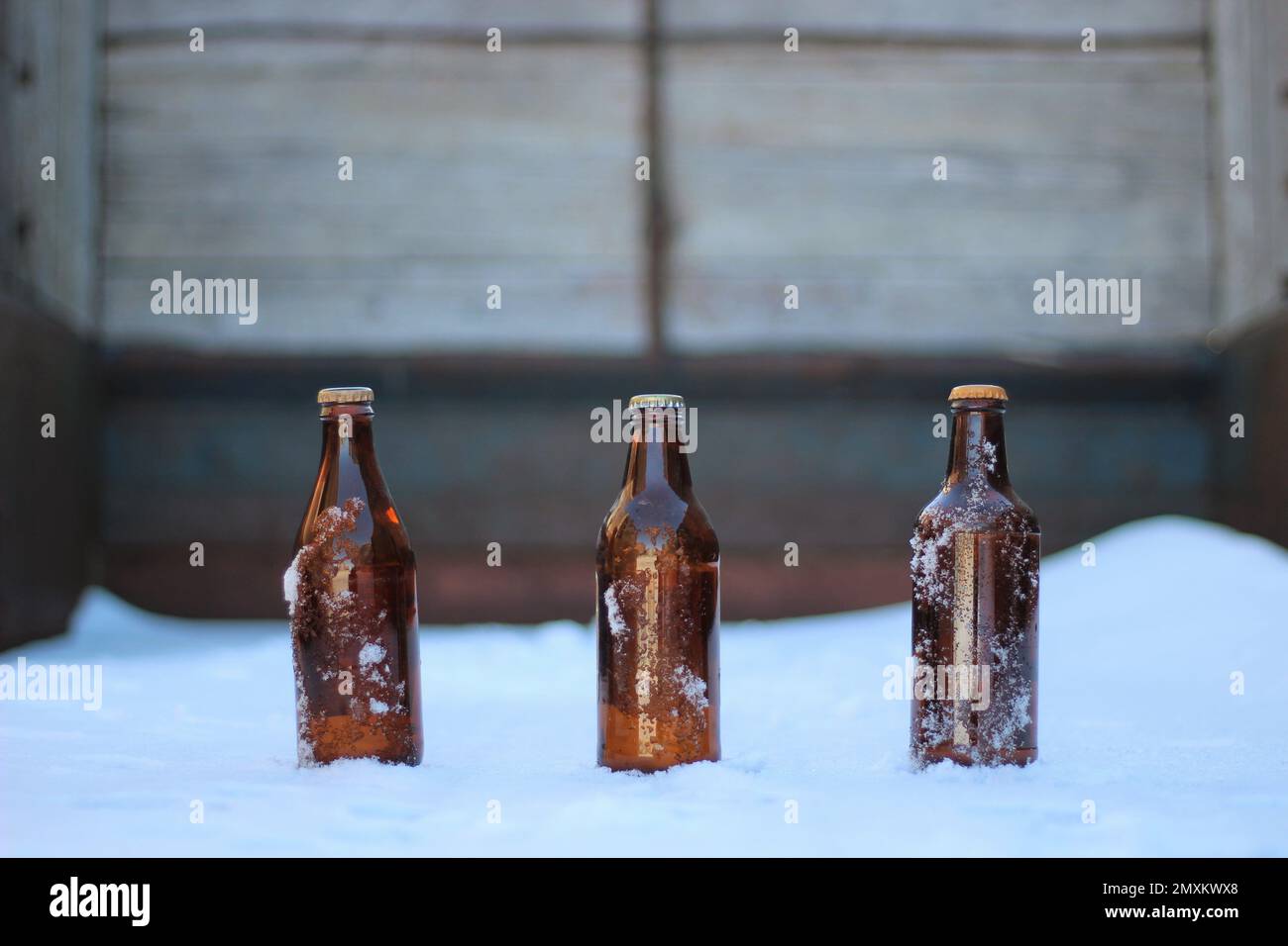 Three old beer bottles in the snow with a wooden background, in the back of an old truck box. Stock Photo