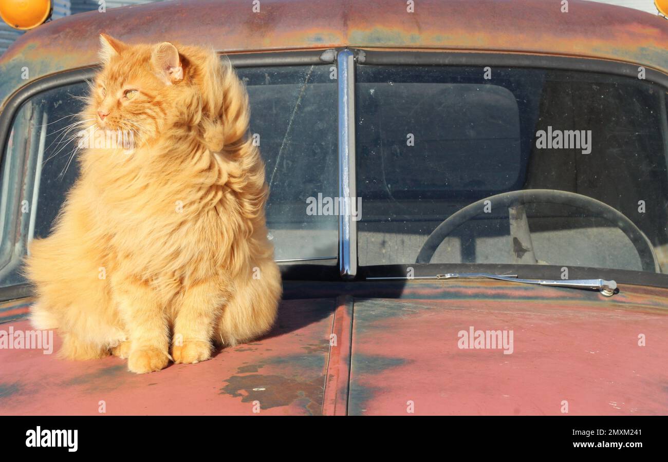 A long-haired lion like orange cat sitting on the hood of an old truck. The cat is sitting and looking like he is gazing out the passenger window. Stock Photo