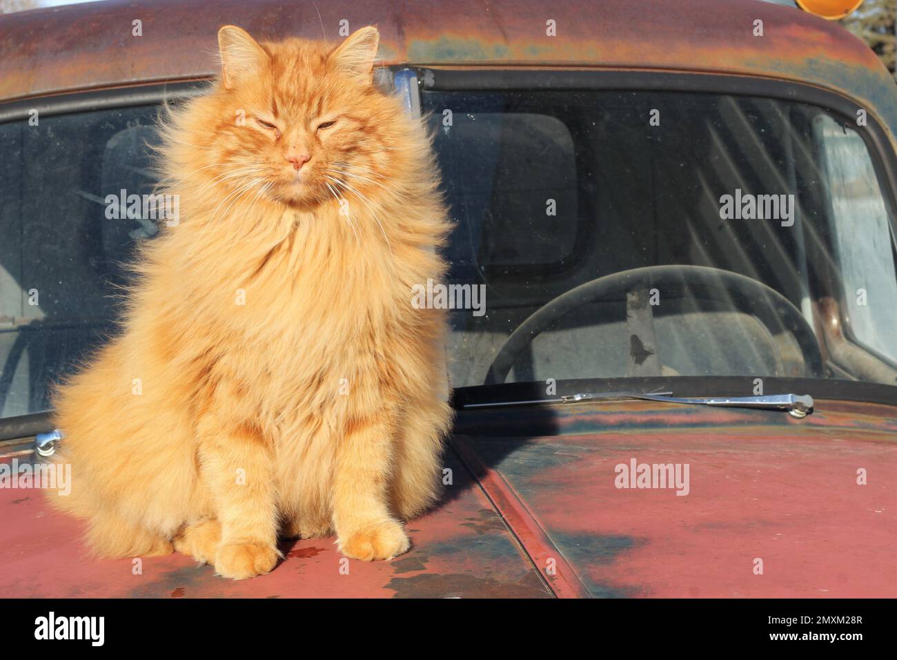 A long-haired lion like orange cat sitting on the hood of an old truck. Stock Photo