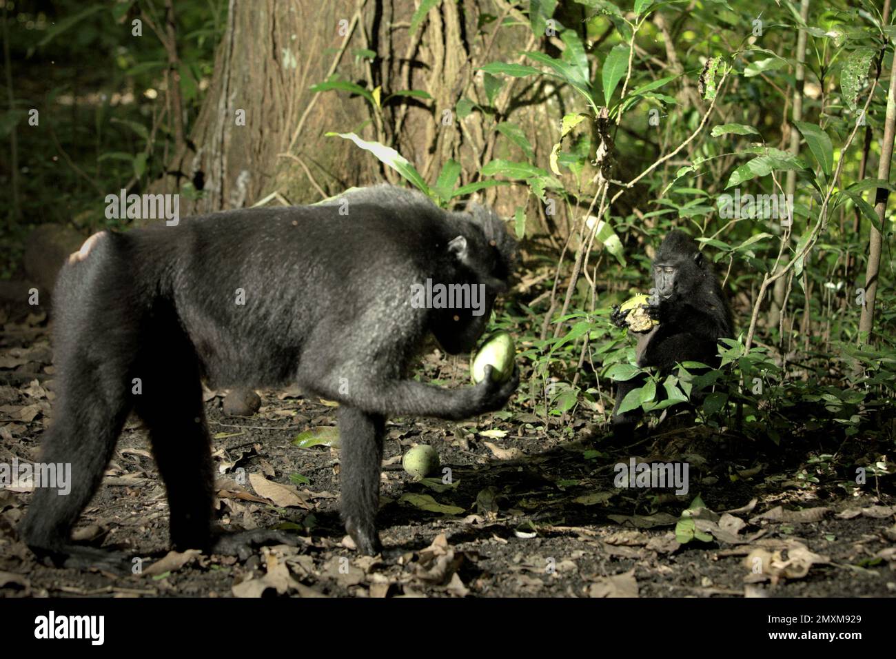 A juvenile of Sulawesi black crested macaque (Macaca nigra) is feeding on fruit, photographed in a background of an adult individual that is picking another fallen fruit in Tangkoko Nature Reserve, North Sulawesi, Indonesia. 'Numerous primates are highly frugivorous, and their relatively large size enables them to disperse small and large seeds over long distances, enhancing forest regeneration,' according to a team of scientists led by Alejandro Estrada (Institute of Biology, National Autonomous University of Mexico). 'Many primates have been identified or suspected as important pollinators.. Stock Photo