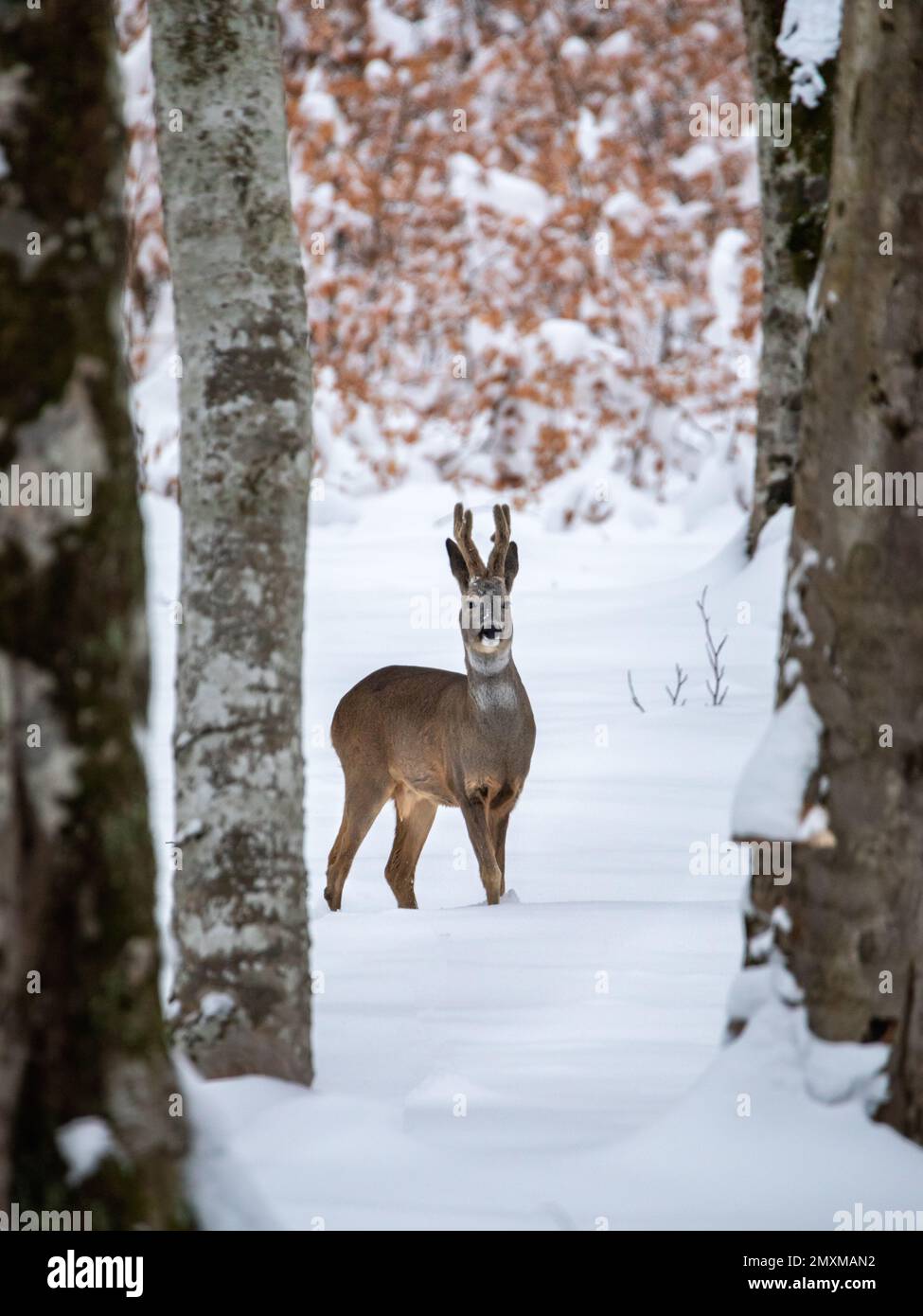 Roe deer (Capreolus capreolus) in the winter wild forest Stock Photo ...