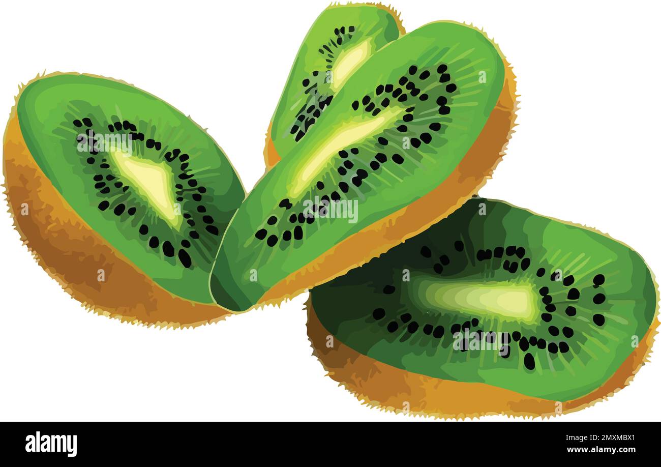 Kiwi fruit on a white background. Vector illustration. Eps 10 Stock Vector