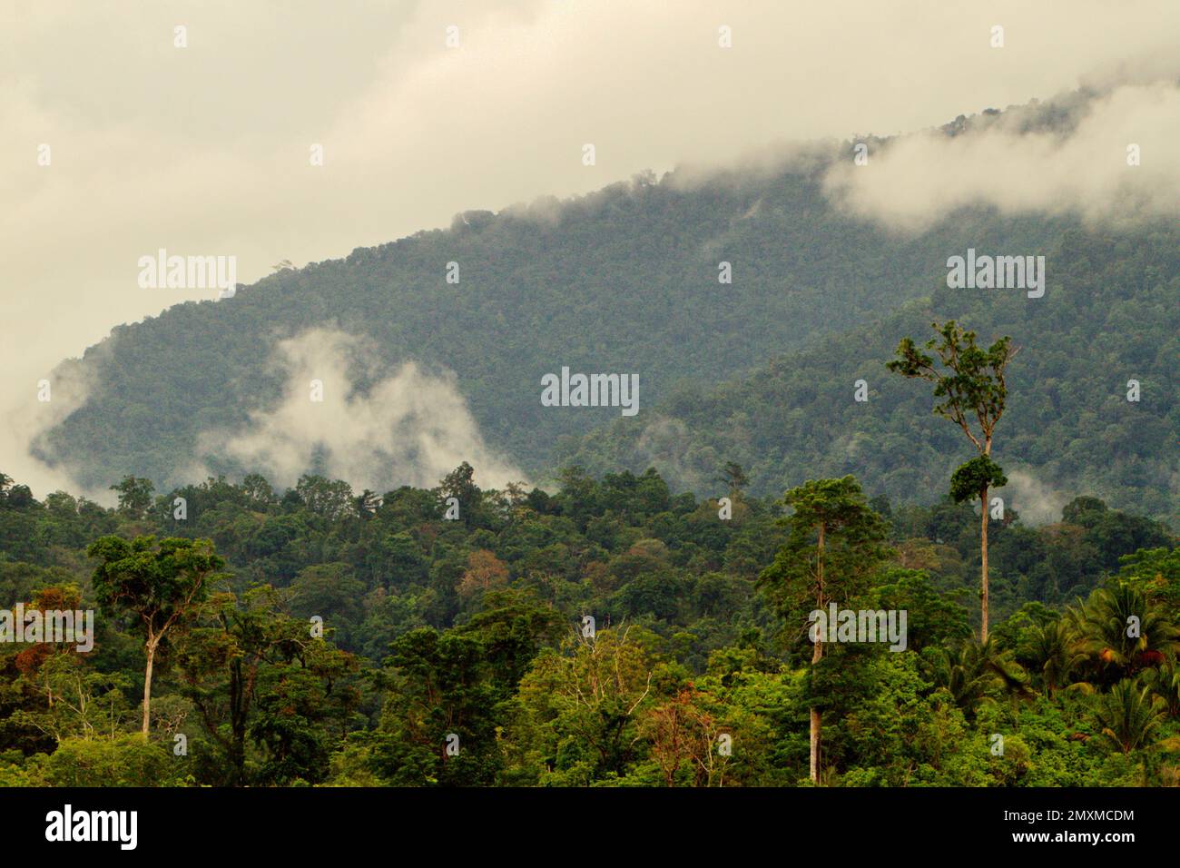 Lowland rainforest below Dua Saudara mountain, a protected habitat for Sulawesi black-crested macaque (Macaca nigra) in North Sulawesi, Indonesia. Currently, up to 68% of global primate species are in danger of extinction, while 93% have declining populations, according to a team of scientists led by Alejandro Estrada in a latest report published on ScienceAdvances. In the Indo-Malay realm, protected areas that offer a certain degree of primates' survival rate (such as Dua Saudara Nature Reserve and Tangkoko Nature Reserve), account for only up to 9% of the wildlife range. Stock Photo