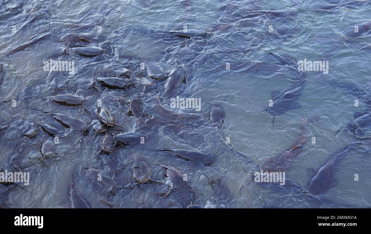 Freshwater black catfish. Group of catfish waiting for bread feeding in
