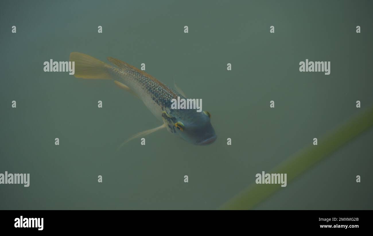 Freshwater tilapia is under the water. A fast growing freshwater fish Stock Photo Alamy