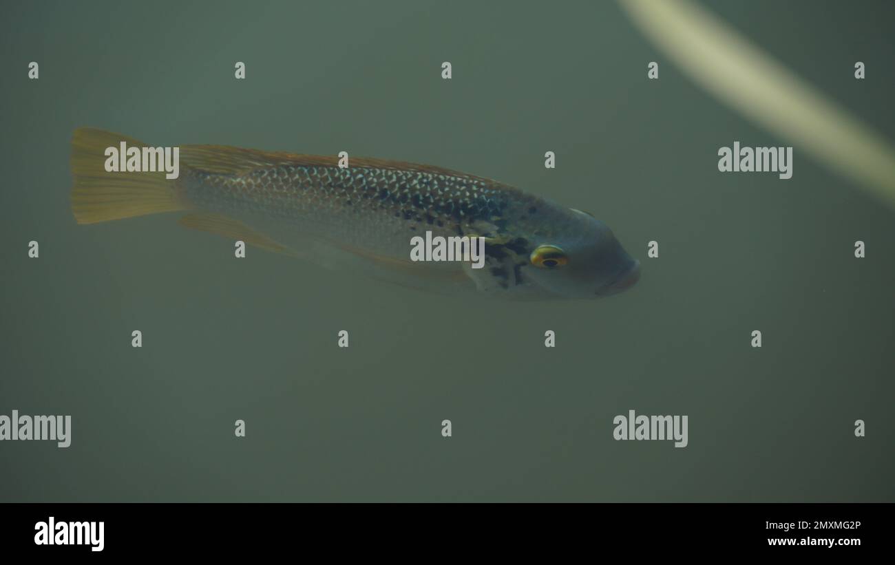 Freshwater tilapia is under the water. A fast growing freshwater fish Stock  Photo - Alamy