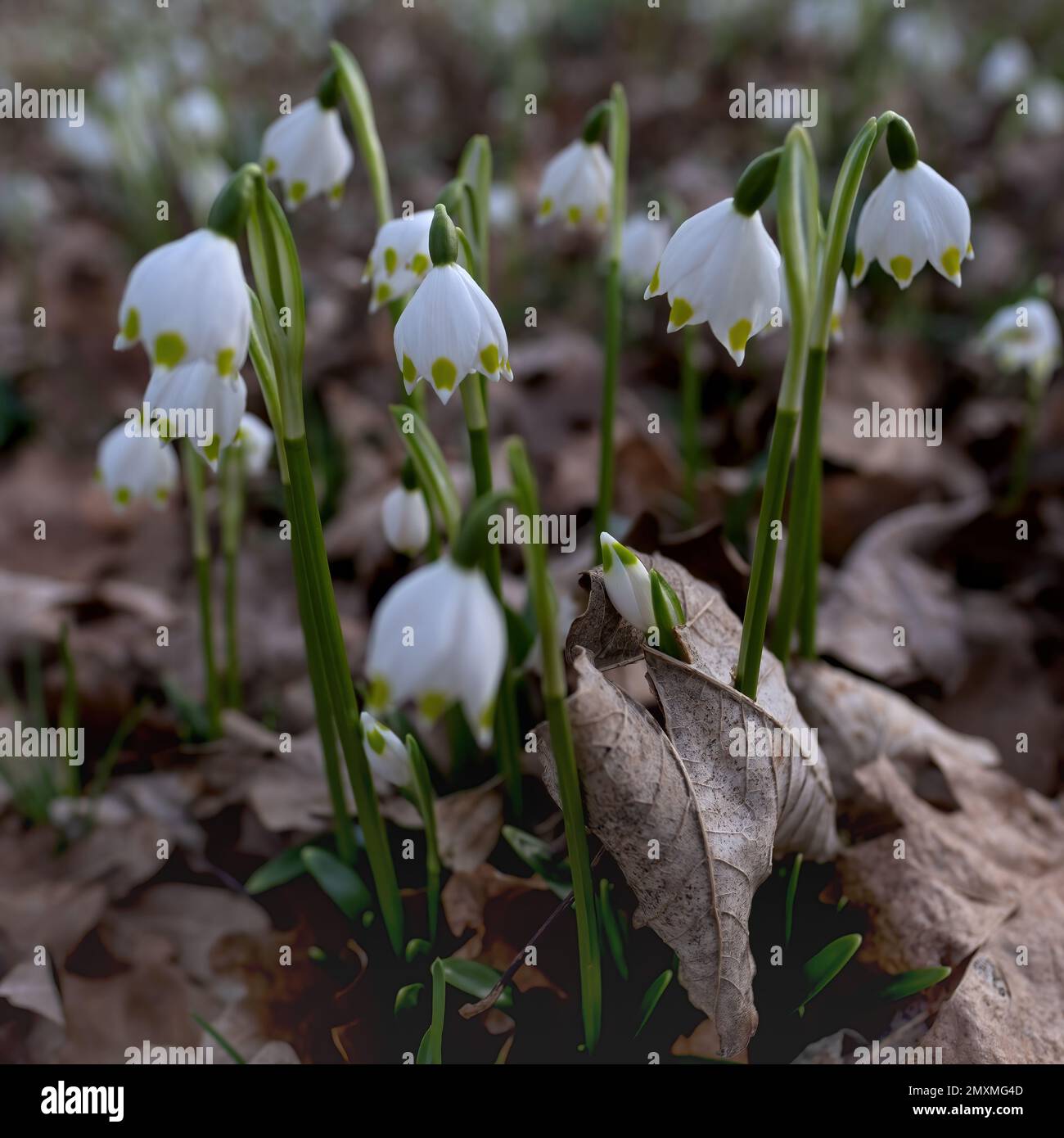 Leucojum vernum, the spring snowflake, a species of flowering plant in the family Amaryllidaceae. Stock Photo