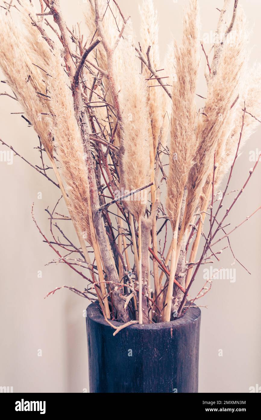 Dry Pampas grass plumes as home decoration. Stock Photo