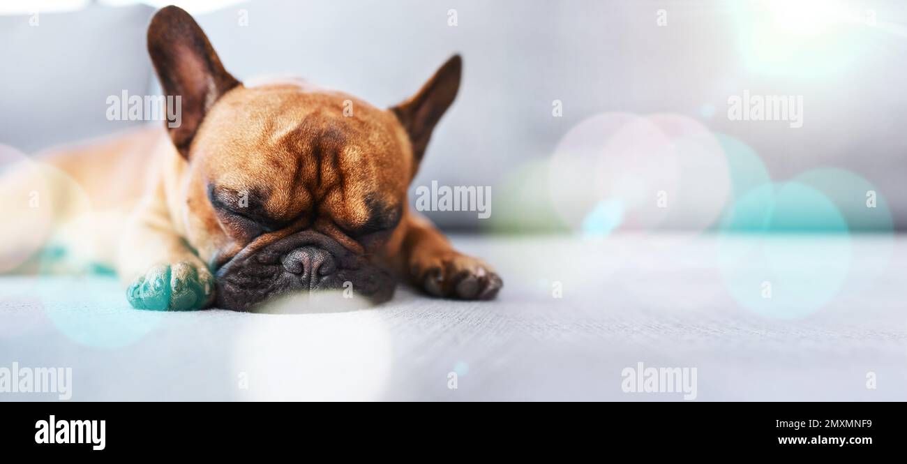 Lazy, cute and sleeping dog relax, tired and a puppy in home or house floor with mockup space. Animal, pet or french bulldog is calm and resting on Stock Photo