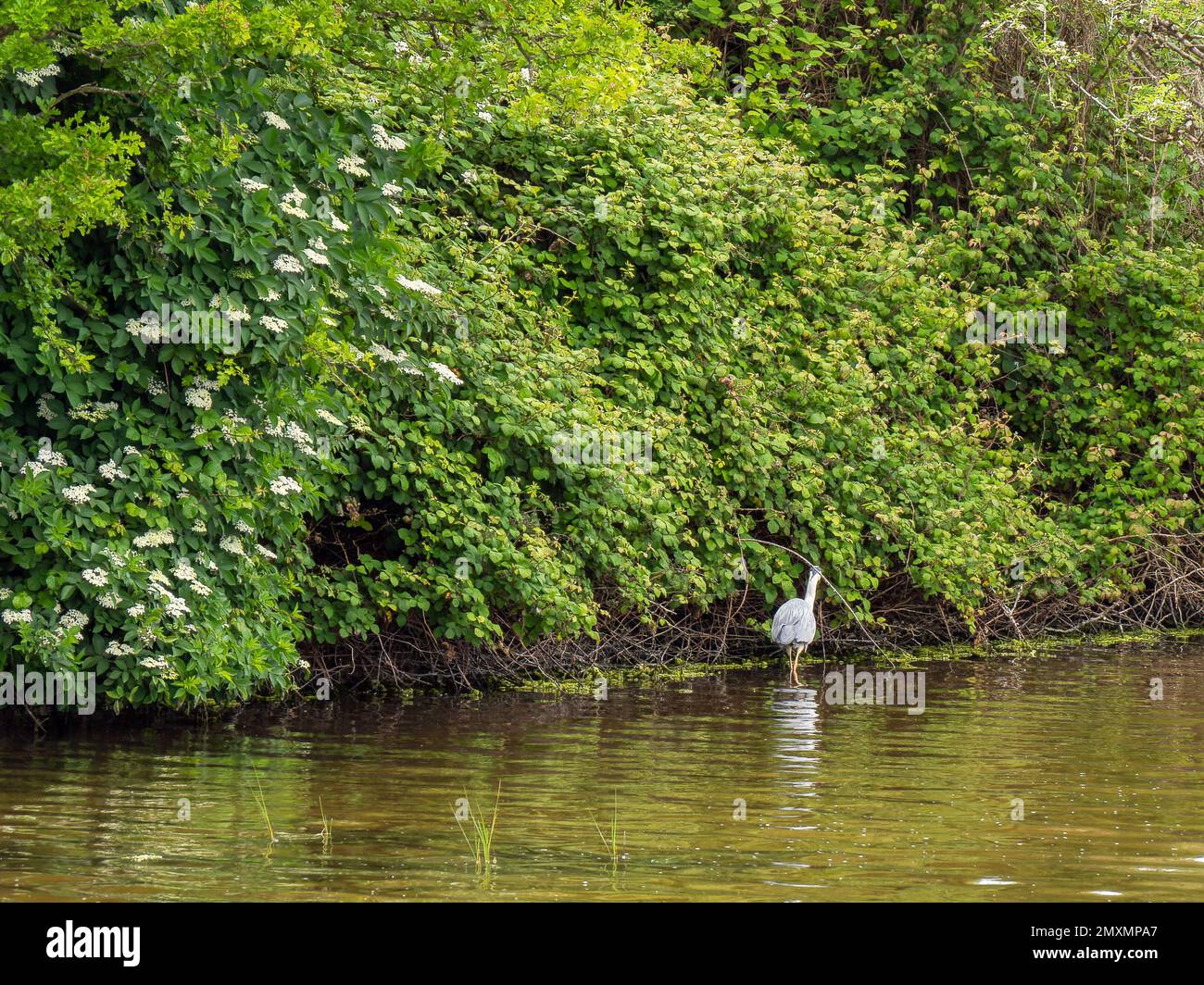 Swampy terrain and bird. The shores of the lake are with vegetation. Wildlife, landscape. A white bird on the water. Stock Photo