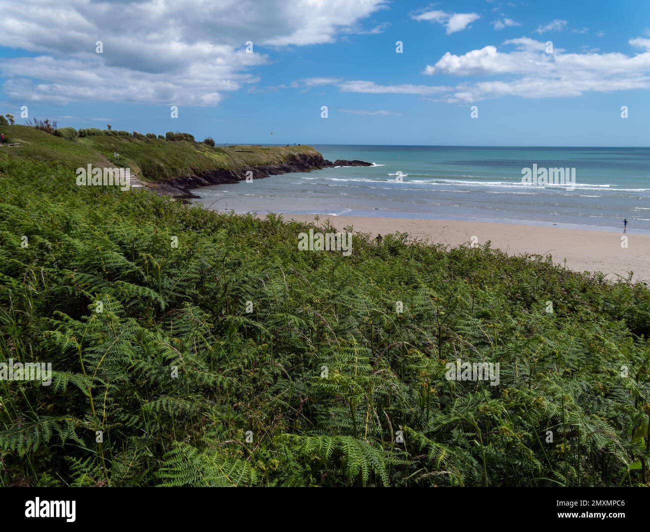 Dense vegetation on the shores of the Atlantic Ocean in Ireland on a fine day. Irish seascape. Green plants near body of water Stock Photo