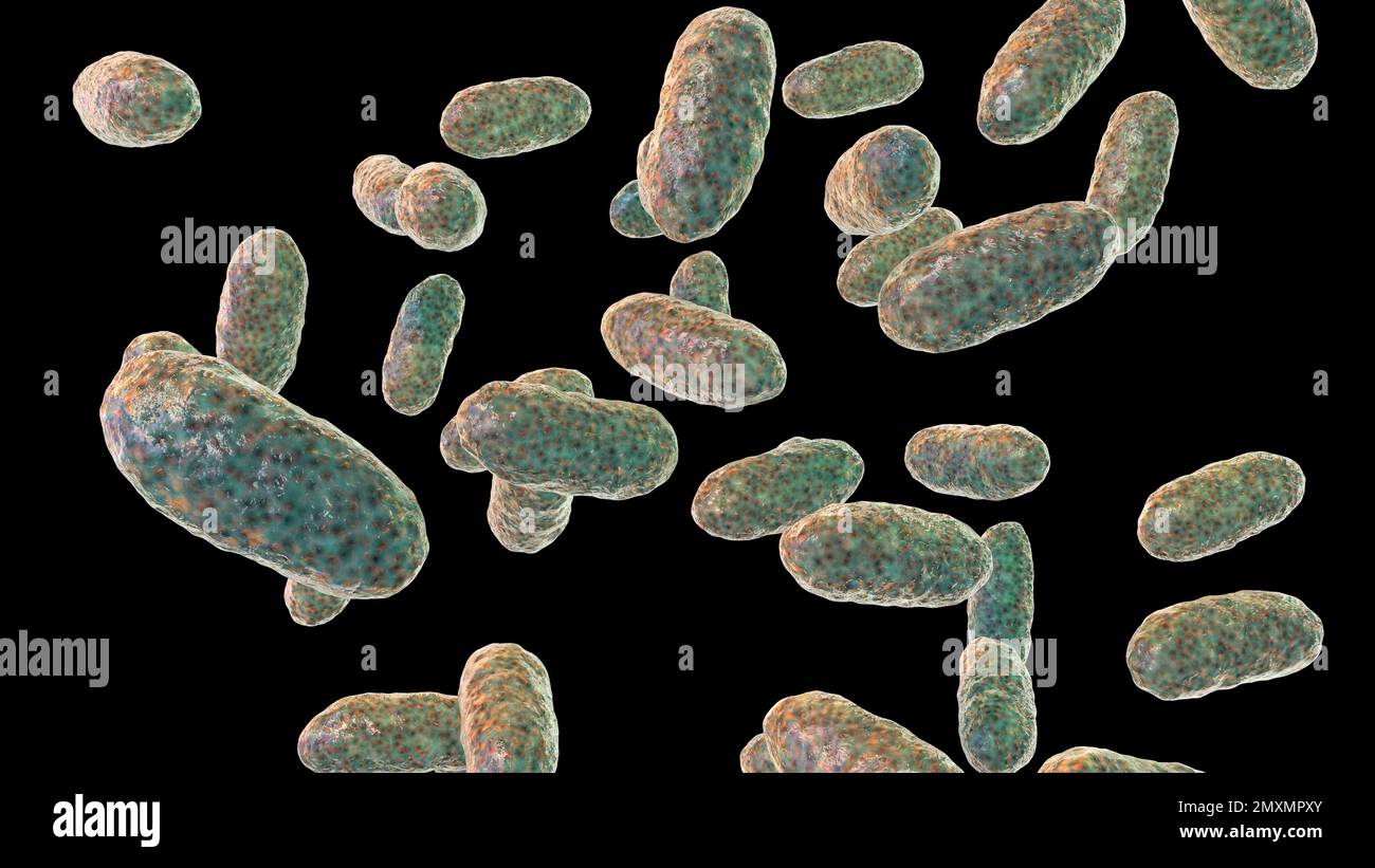 Actinobacillus bacteria hi-res stock photography and images - Alamy