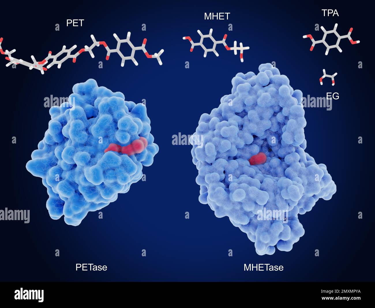 Plastic degrading enzymes, illustration Stock Photo Alamy