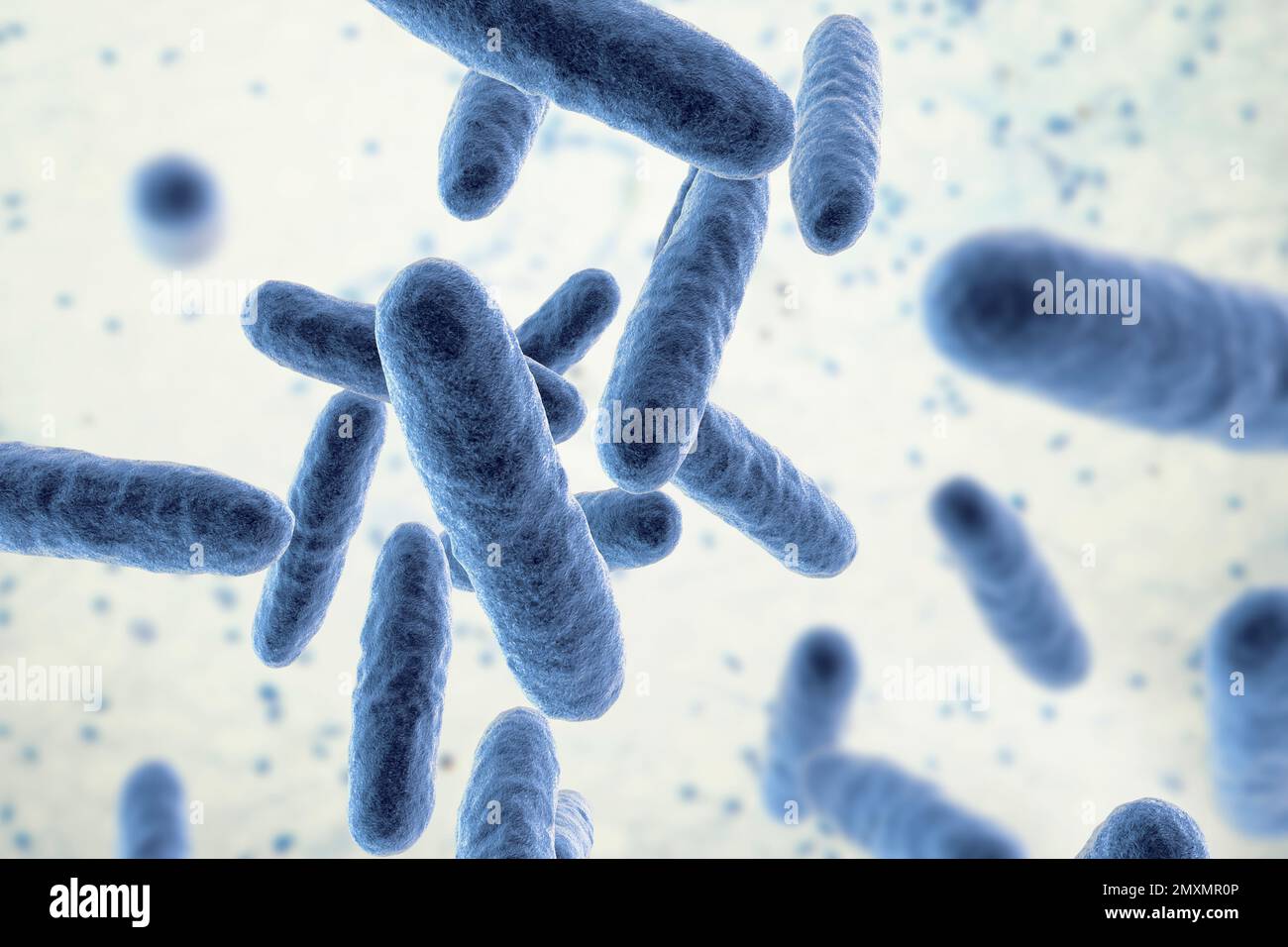 Eikenella bacteria, illustration Stock Photo Alamy