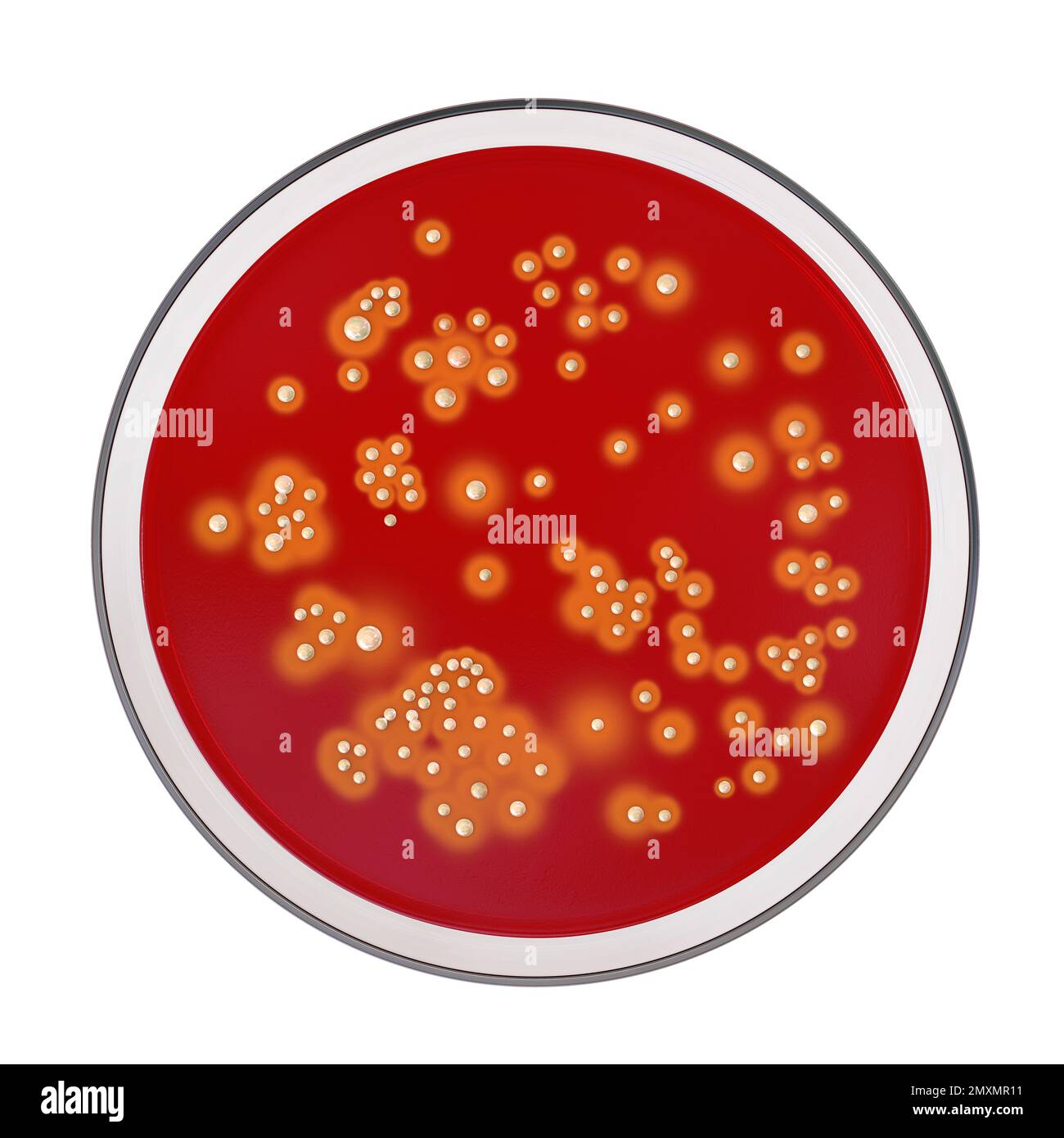 Colonies of Staphylococcus aureus bacteria, illustration Stock Photo