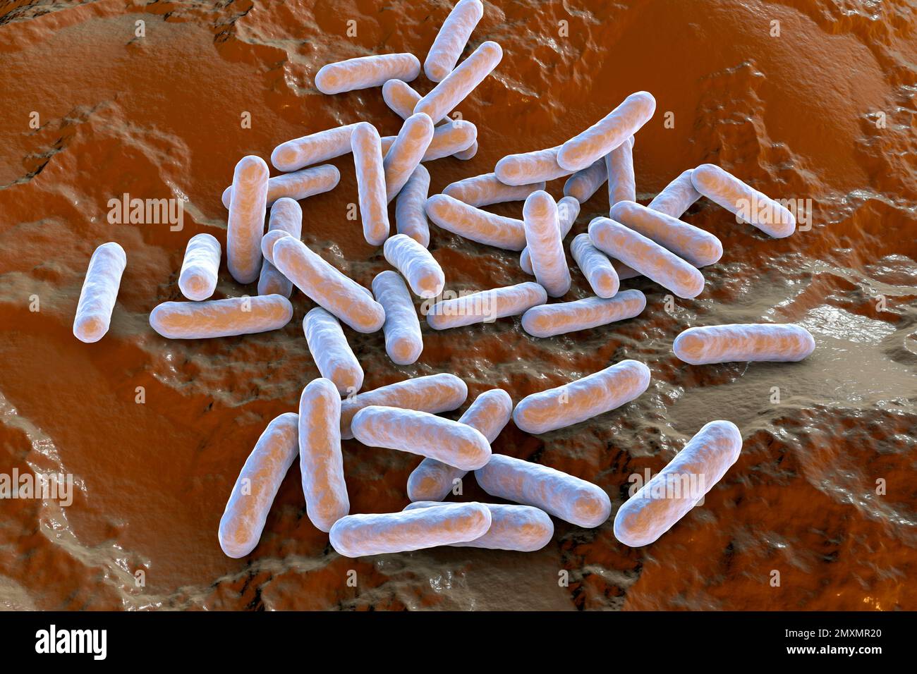 bacteria, illustration Stock Photo Alamy