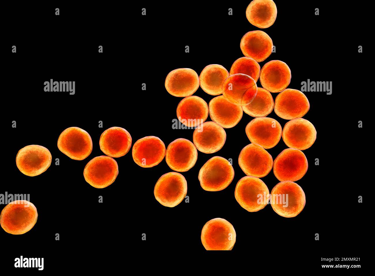 MRSA bacteria, illustration Stock Photo Alamy