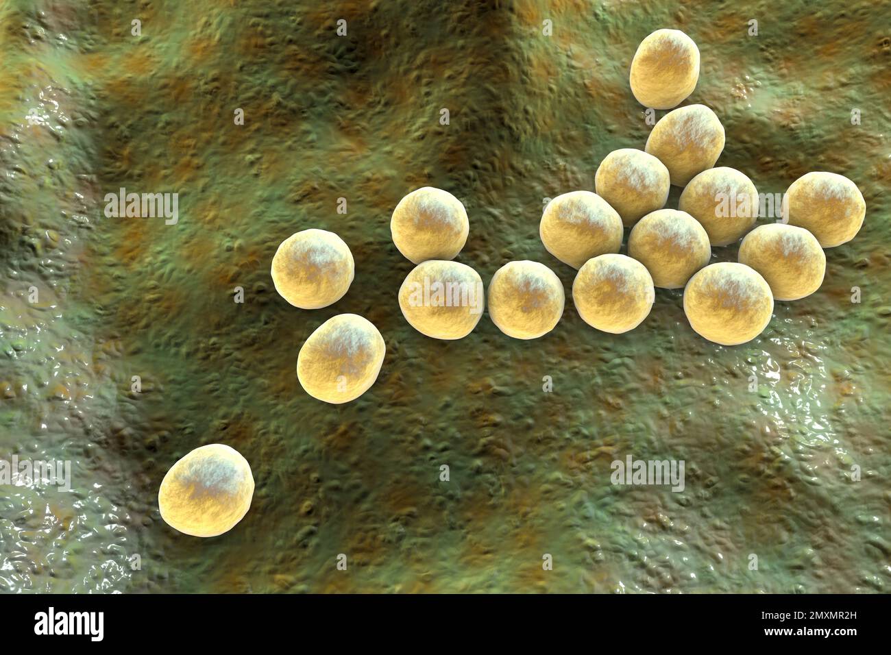 MRSA bacteria, illustration Stock Photo - Alamy