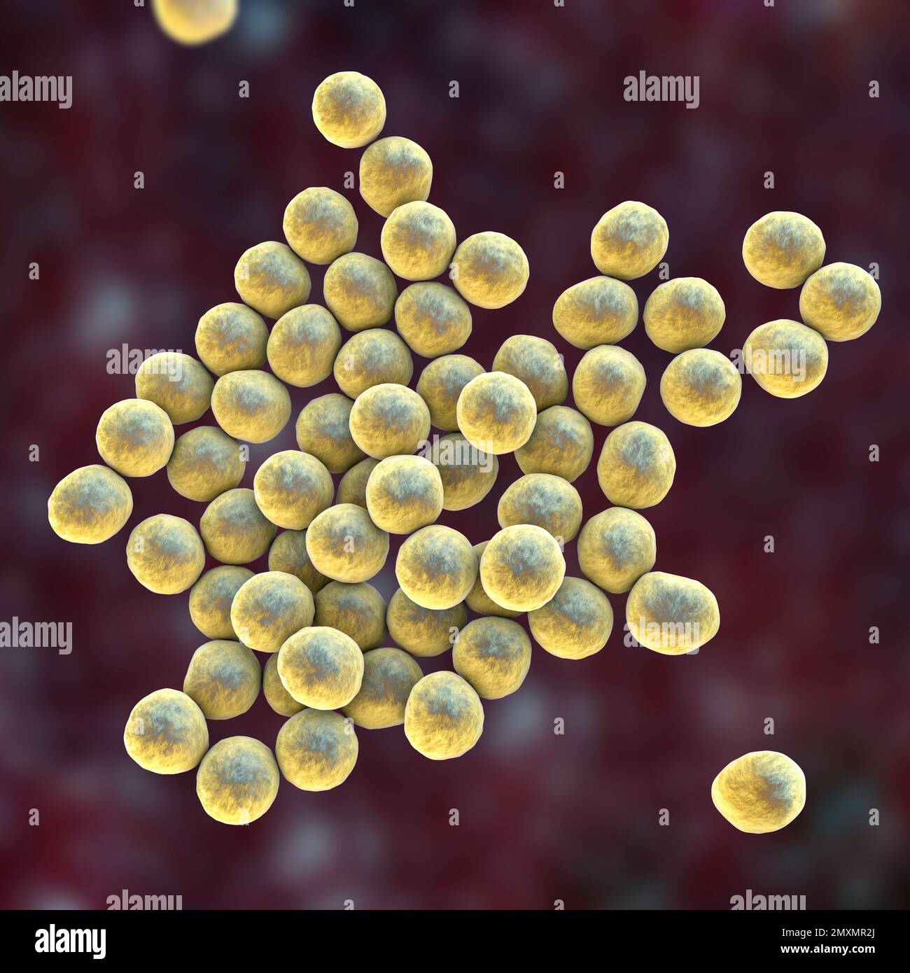 MRSA bacteria, illustration Stock Photo Alamy