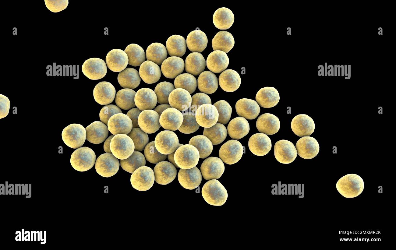 MRSA bacteria, illustration Stock Photo Alamy