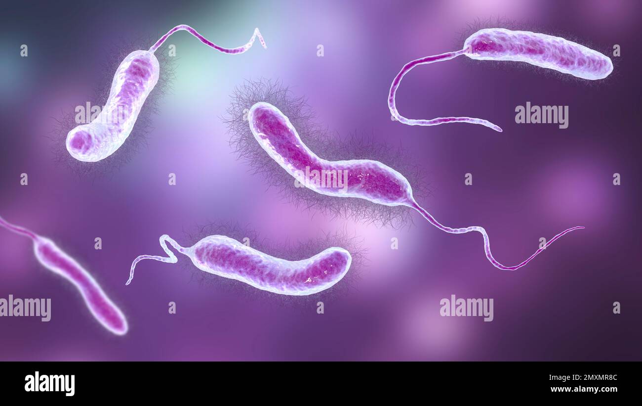 Vibrio mimicus bacteria, illustration Stock Photo Alamy