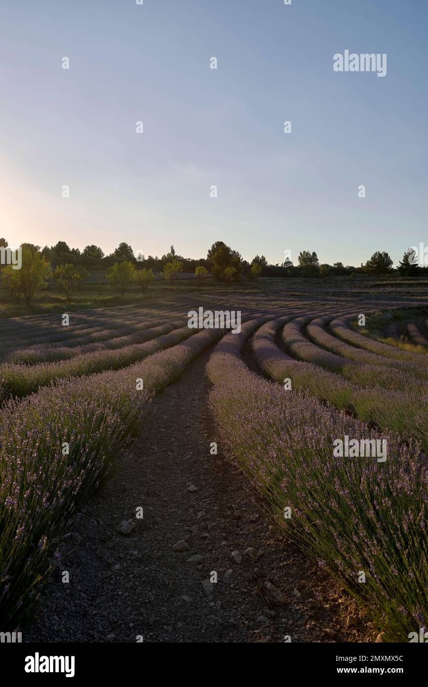 A lavender field in bloom on a sunny day. Straight lines, perpendicular ...