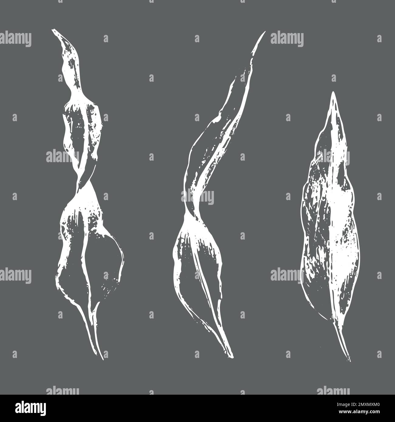 Seaweed or laminaria underwater, monochrome white colore sketch vector illustration isolated on gray background. Stock Vector