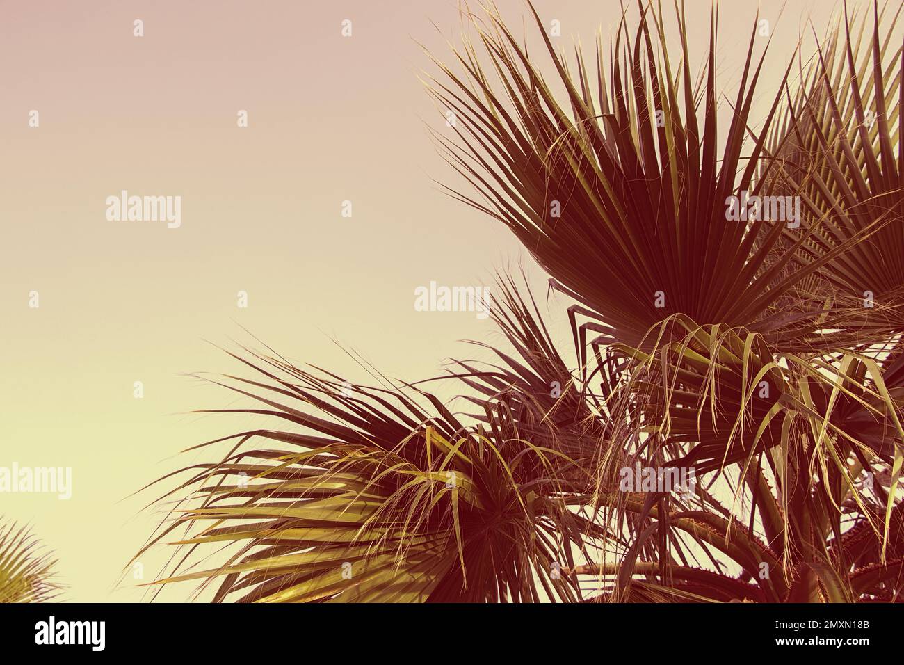 Palm trees against the blue sky, Palm trees on the tropical coast
