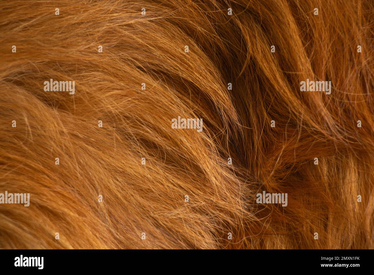 natural red hair of an animal in the background Stock Photo