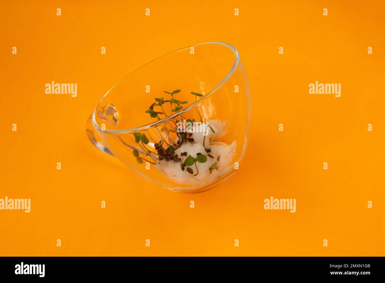 sprouted seeds of color lie in a glass cup on an orange Stock Photo