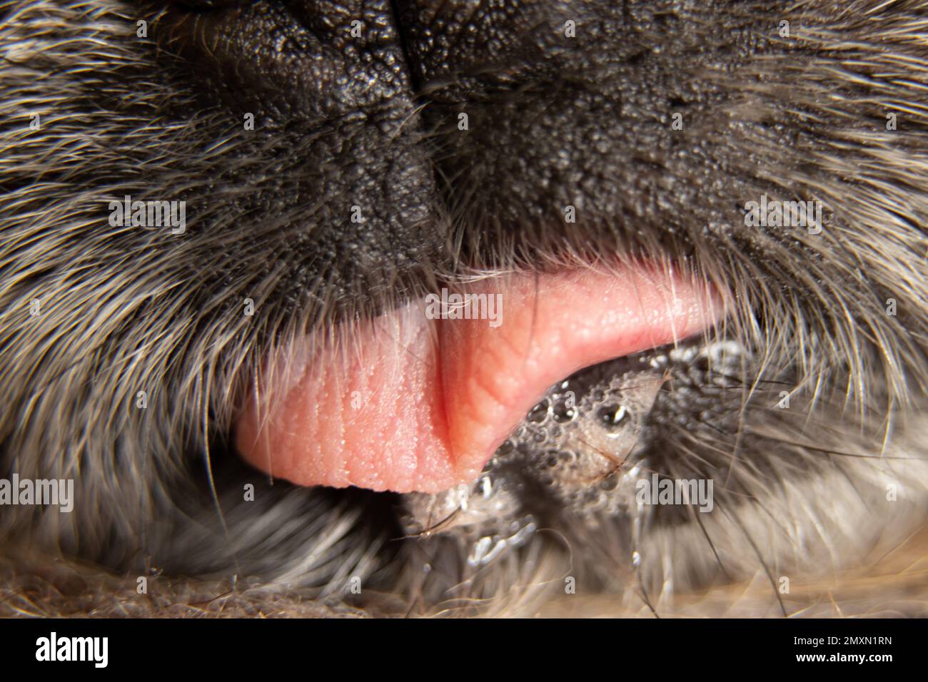 Pekingese tongue and nose sticking out macro Stock Photo
