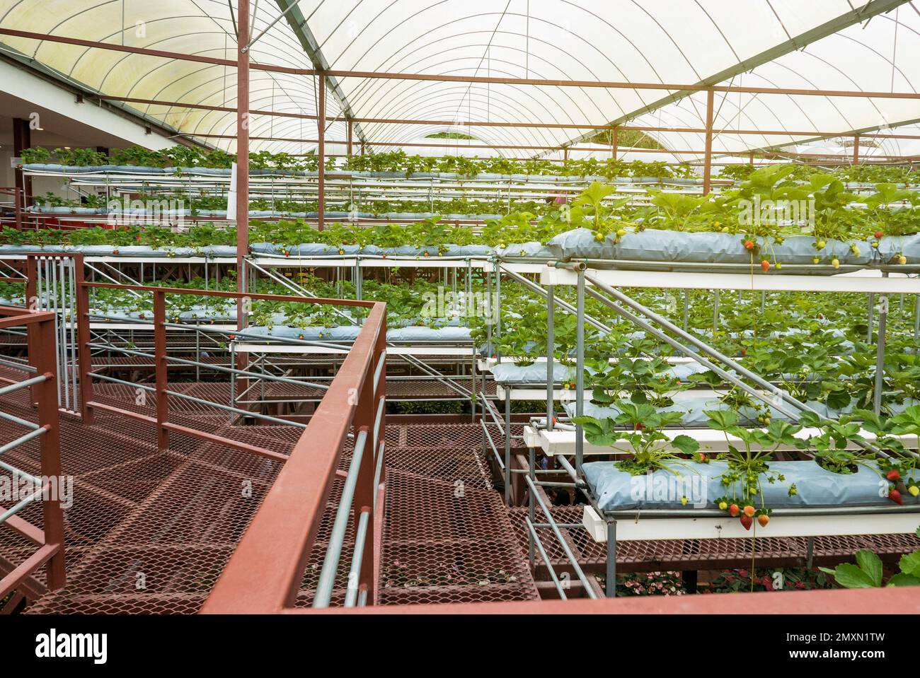 Green house farm of strawberry Stock Photo Alamy