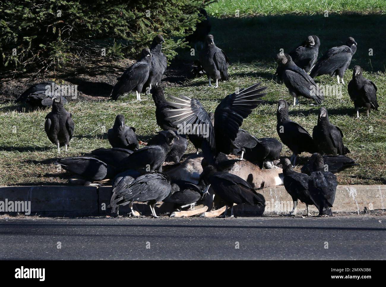 A large group of turkey vultures feed on a dead deer alongside a road