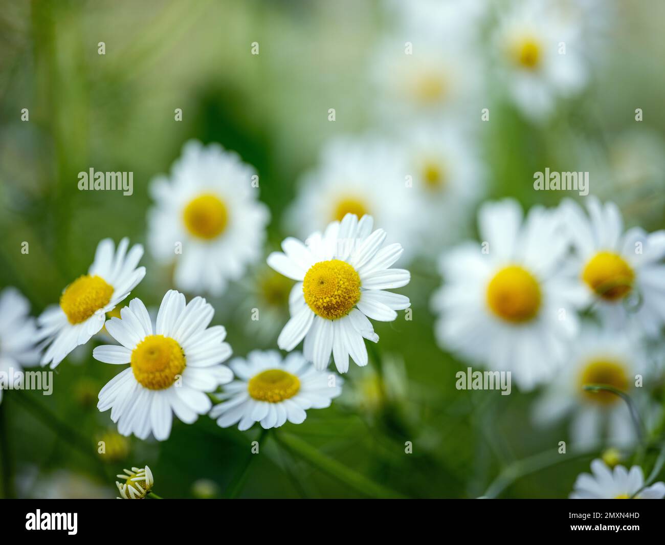 Wild Growing Chamomile Flowers on Summer Meadow Stock Photo - Alamy