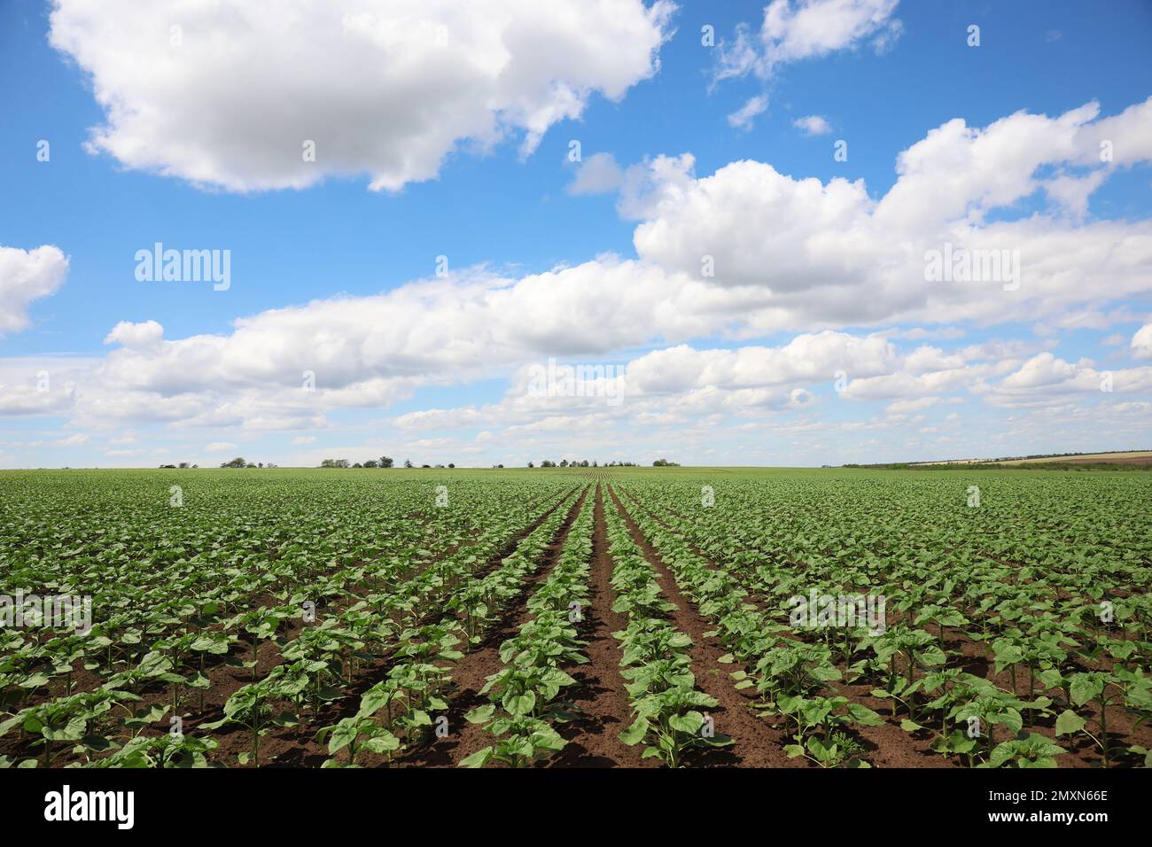 Agricultural field with young sunflower plants on sunny day Stock Photo ...