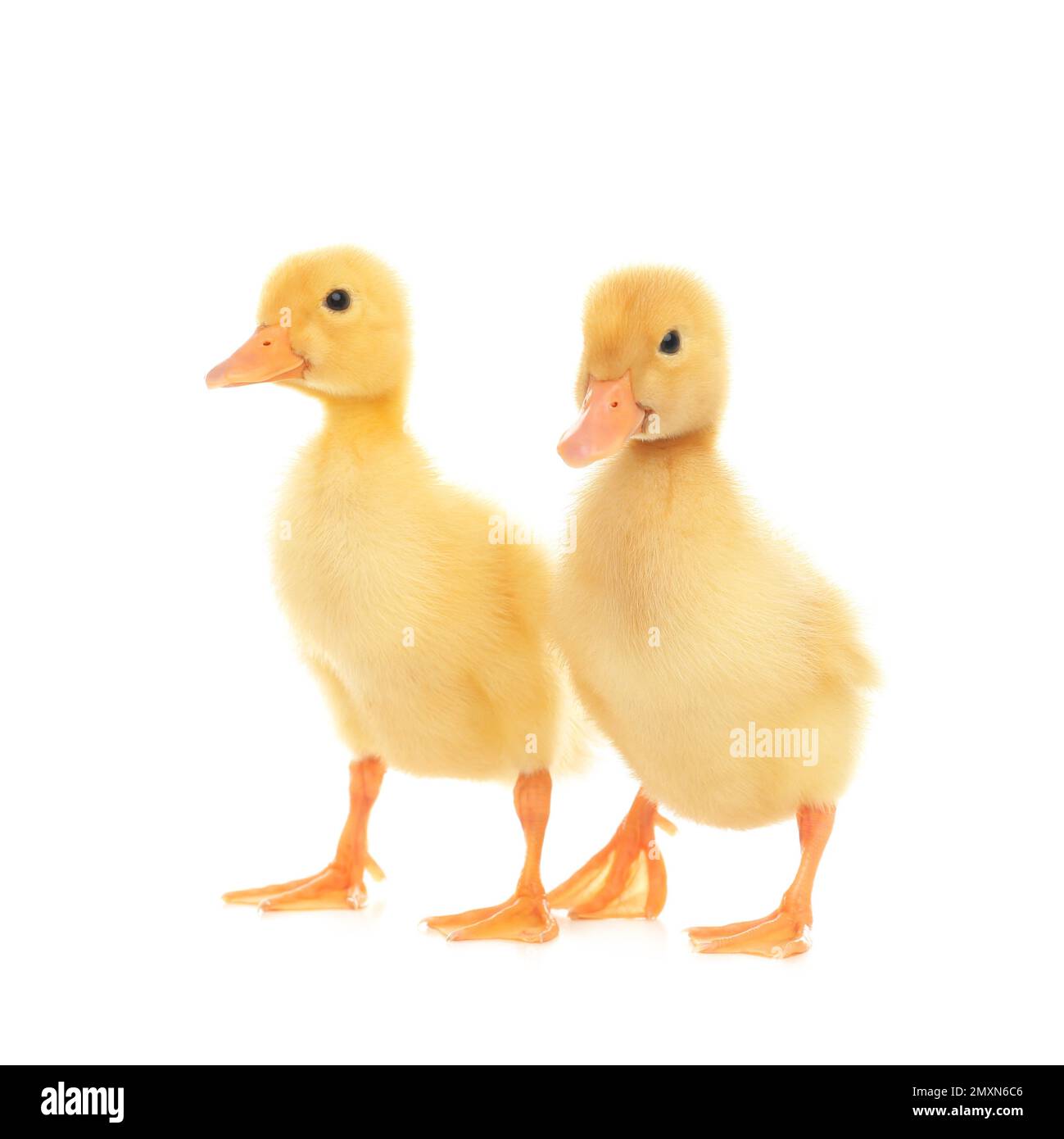 Cute fluffy baby ducklings on white b…