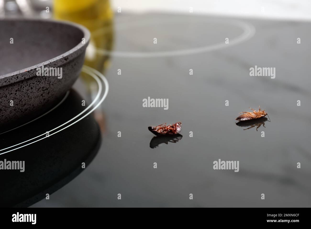 Dead cockroaches on stove in kitchen. Pest control Stock Photo Alamy
