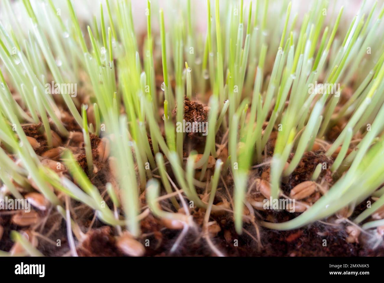 Cat grass (Cyperus zumula), closeup. Healthy food for cats Stock Photo Alamy