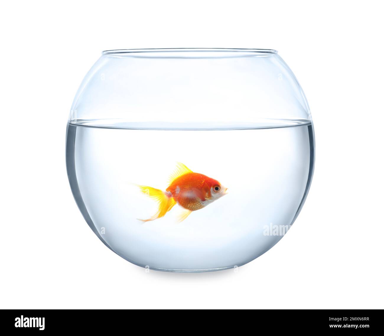 Curated visual reference: Picture Idea: Beautiful Bright Small Goldfish In Round Glass Aquarium Isolated On