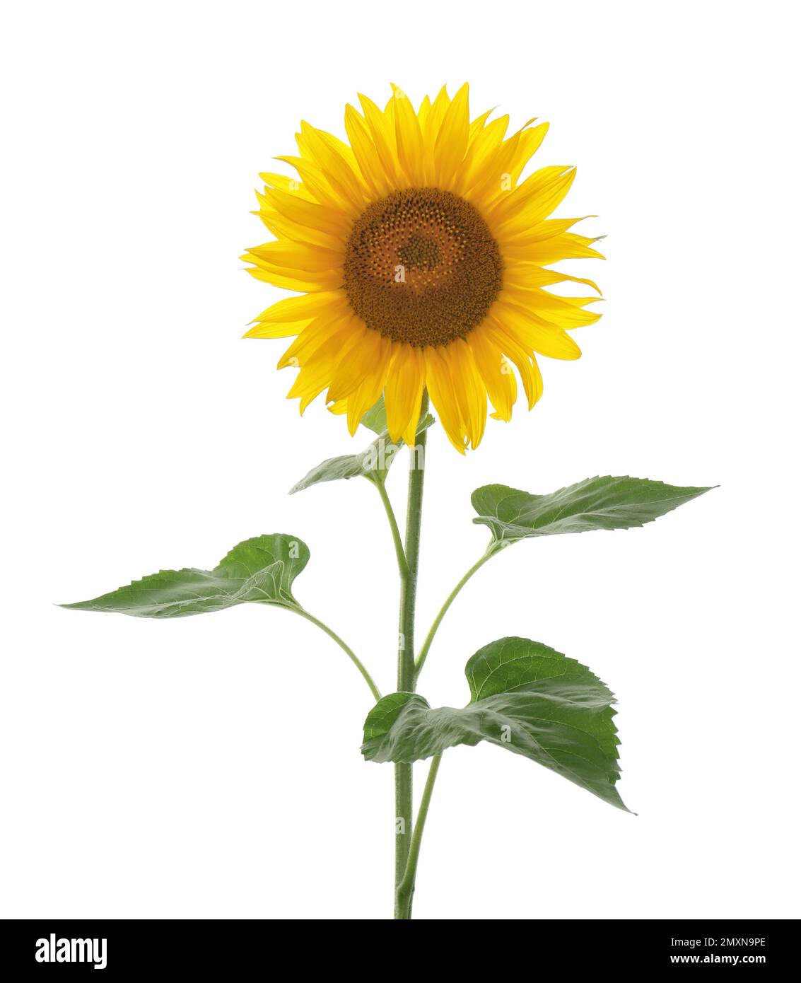 Beautiful bright blooming sunflower isolated on white Stock Photo Alamy