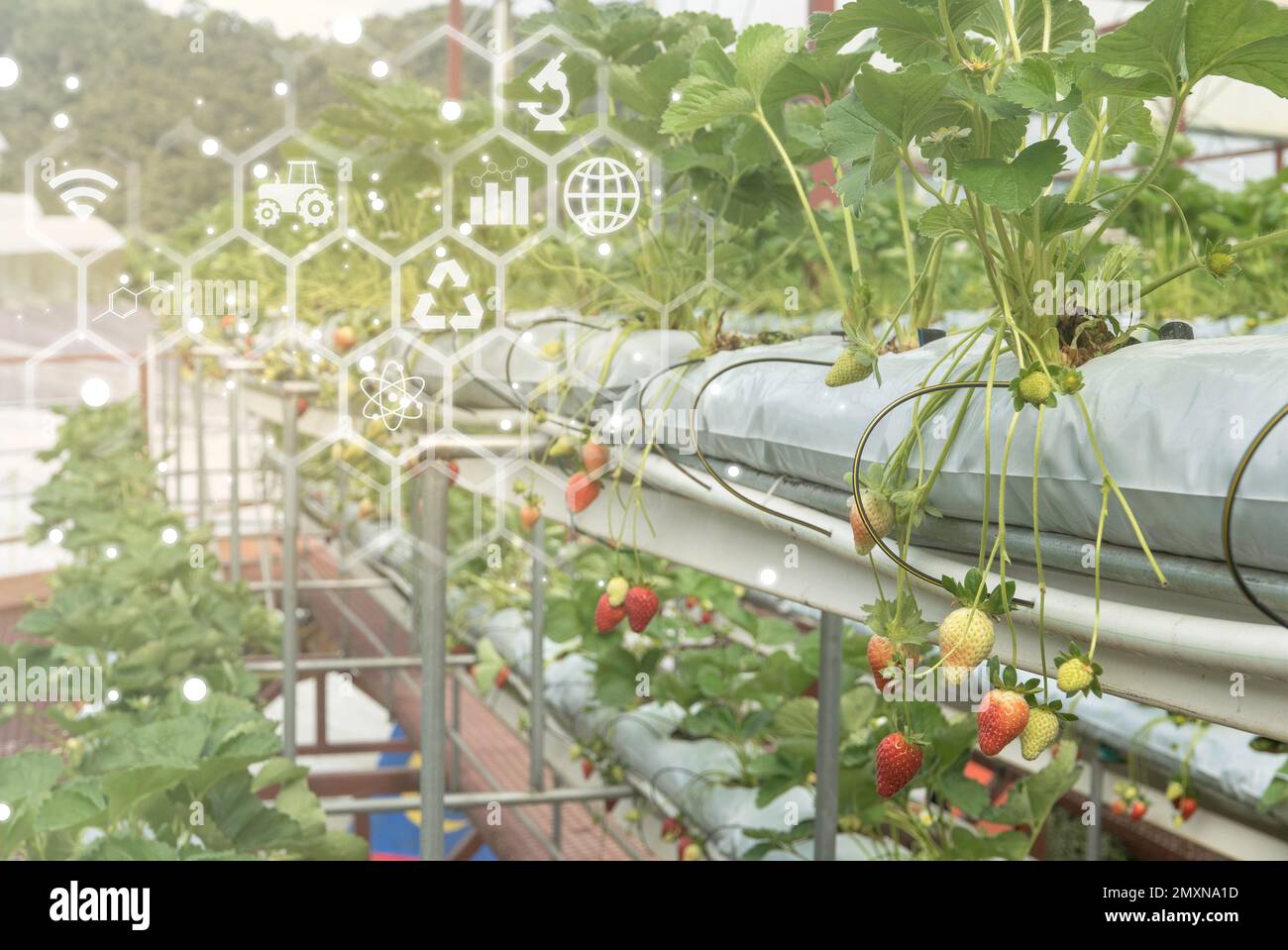 Smart farm technology agriculture with a plant and virtual icon at the