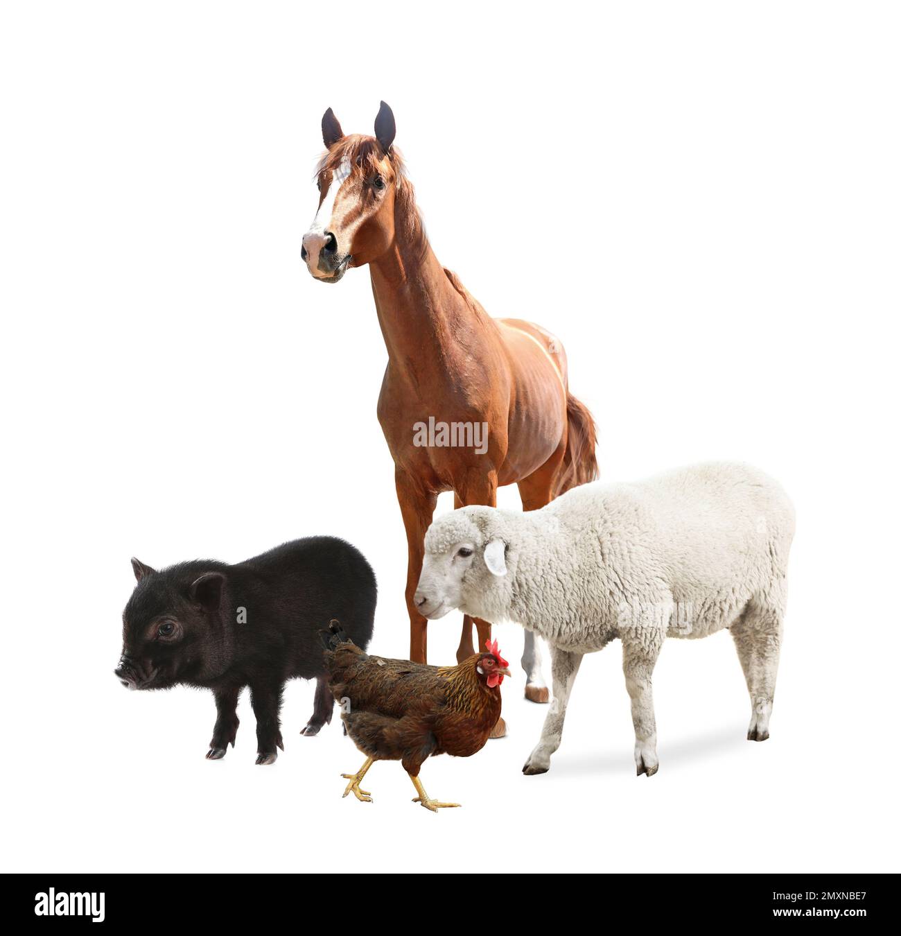 Collage with horse and other pets on white background Stock Photo