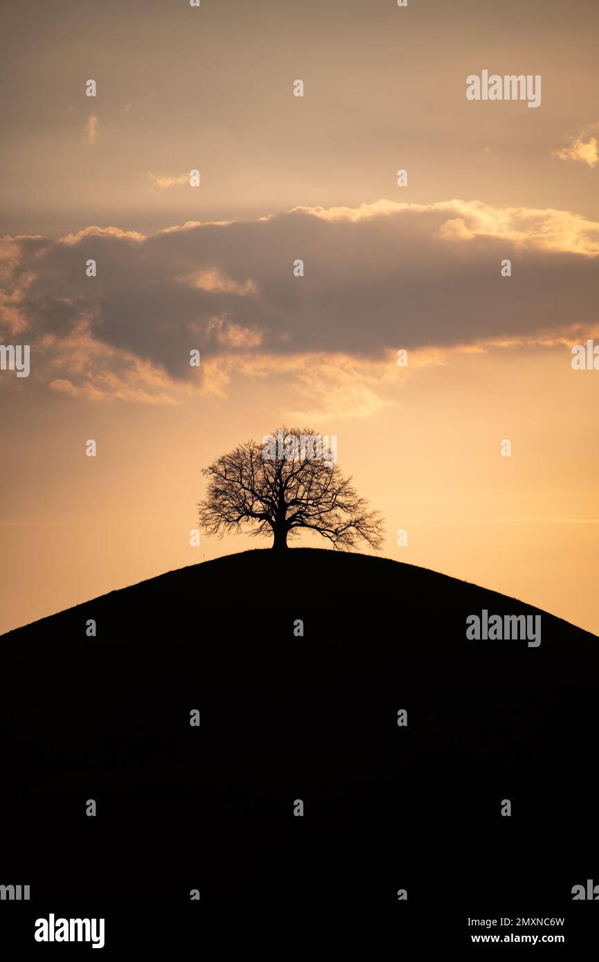 A silhouette of a tree on a hill during the sunset Stock Photo - Alamy